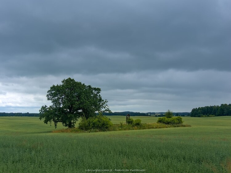 Między Wołowem a Krzekotami (114.296875 kB)