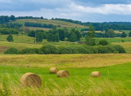 Mokradła i pola obok wsi Kandyty