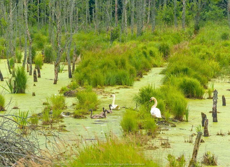 Obok Sędziwojewa (199.1298828125 kB)