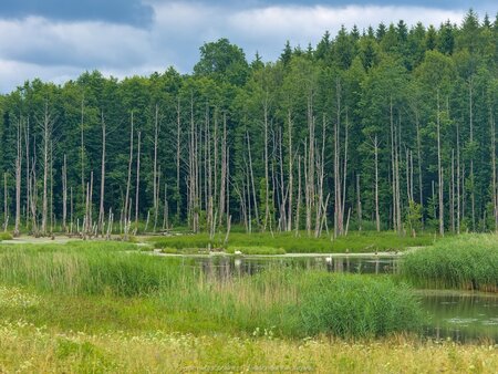 Obok Dzikowa Iławieckiego