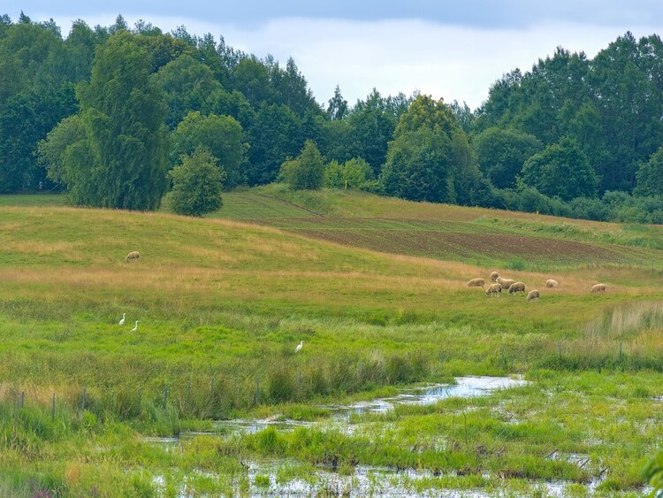 Ptaki i owce (178.8203125 kB)