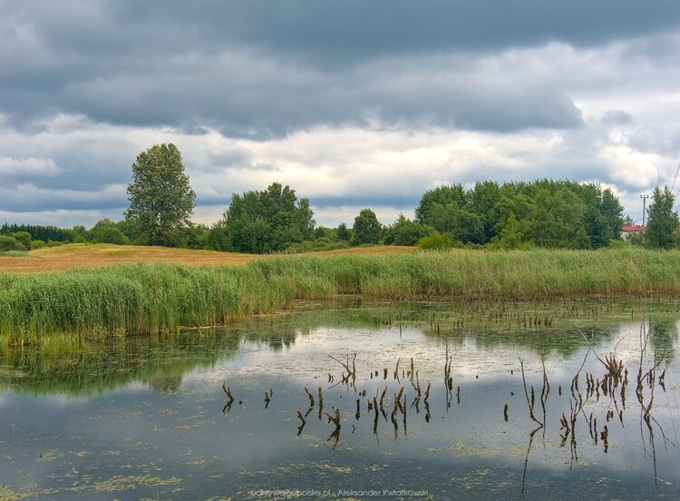 Stawy obok Górowa Iławieckiego (147.376953125 kB)
