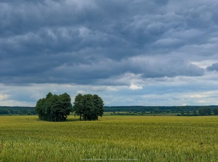 Lasy obok wsi Merguny