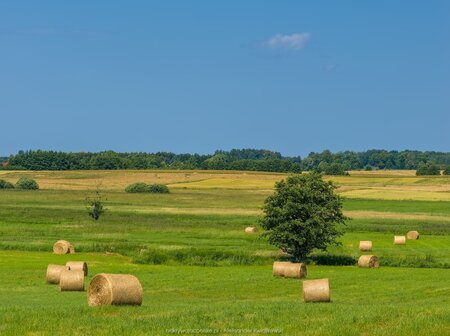 Pole niedaleko wsi Skitno