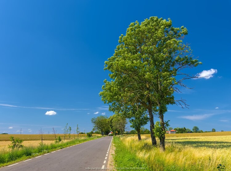 Droga do Smolanki (139.5966796875 kB)