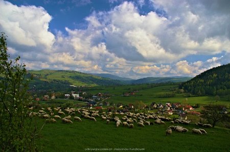Owce wypasane nad Koninkami