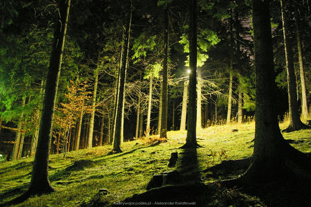 Las w Karpaczu nocą