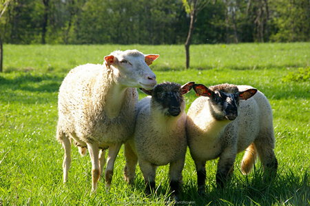 Owce w Hańczowej (2)