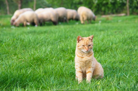 Kot pilnujący owiec