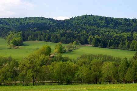 Zielony Beskid Niski niedaleko Hańczowej