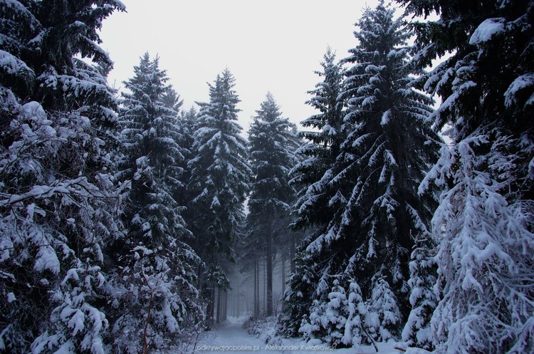 Zimowy las (139.63671875 kB)