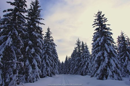 Idąc przez izerski zimowy las (1)