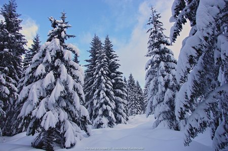 Idąc przez izerski zimowy las (3)