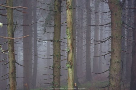 Mgła w lesie gorczańskim (1)