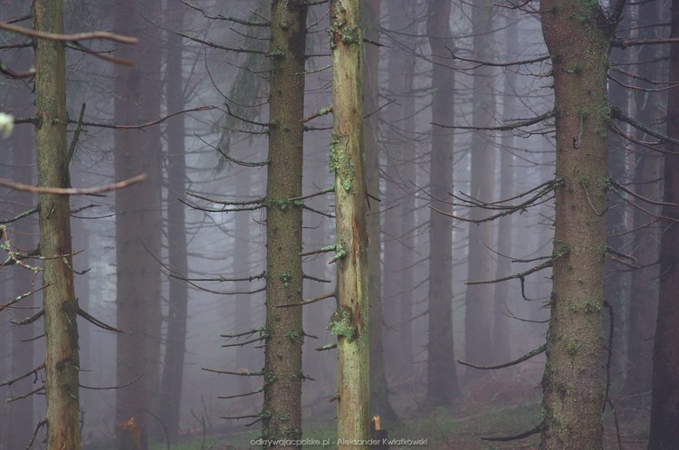 Mgła w lesie gorczańskim (1) (81.001953125 kB)