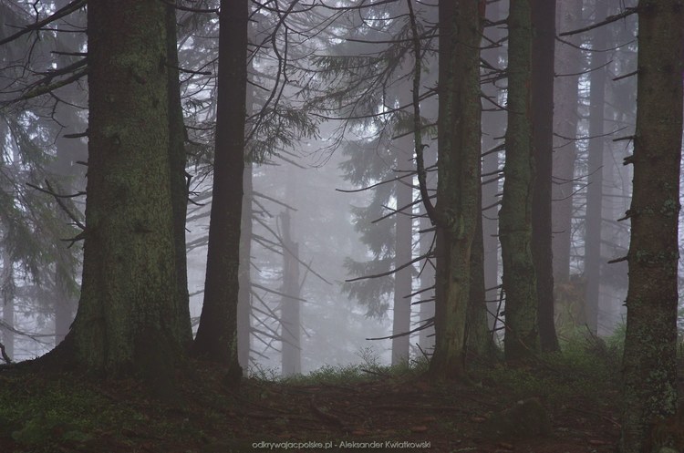 Mgła w lesie gorczańskim (2) (84.548828125 kB)