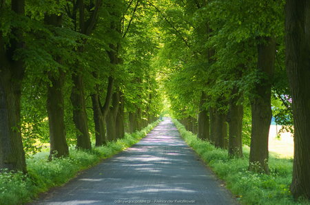 Tunel drzew w Piotrowie