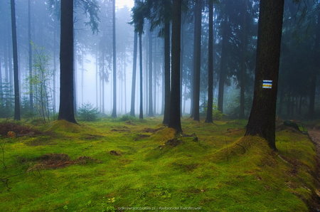 Mgła w lesie