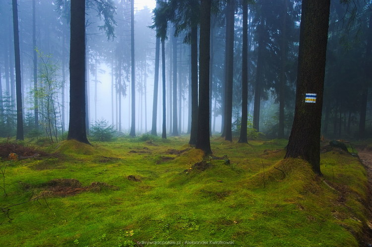 Mgła w lesie (129.908203125 kB)