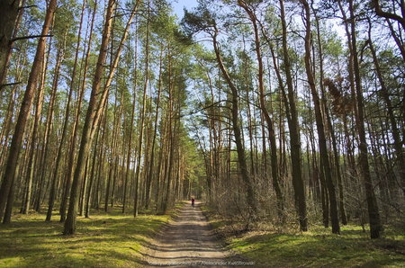 W lesie obok Drużyny (Poznańskiej)