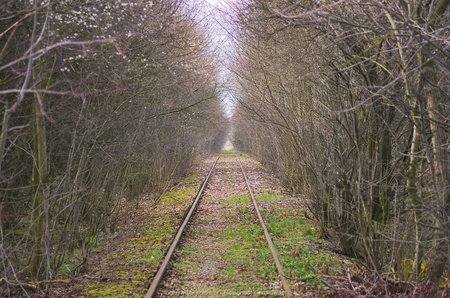 Zarośnięta linia kolejowa Kościan-Gostyń