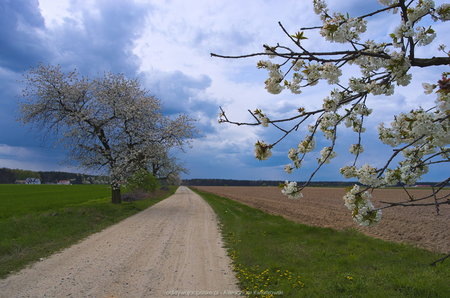 Wiosenne drzewa niedaleko Błażejewka