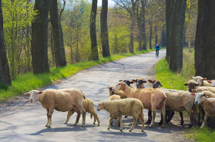 Owce blokujące drogę (134.466796875 kB)
