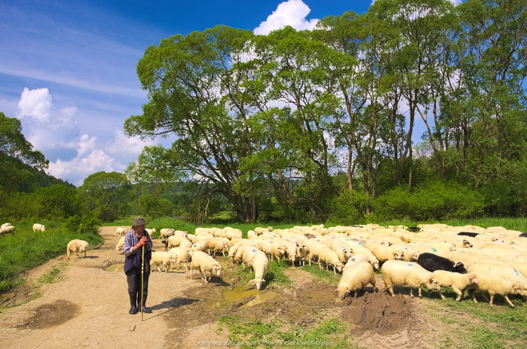 Owce w Nieznajowej (176.20703125 kB)