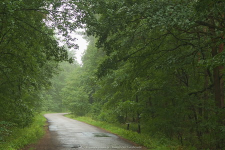 Droga przez las