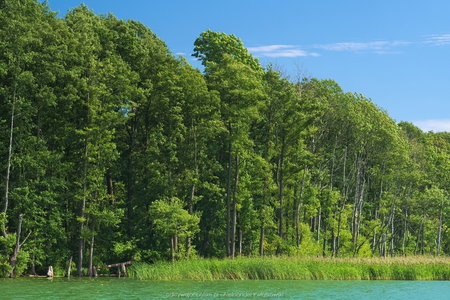 Drzewa w okolicy Jeziora Osiek