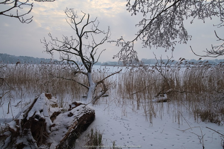 Jezioro Dymaczewskie (153.3837890625 kB)
