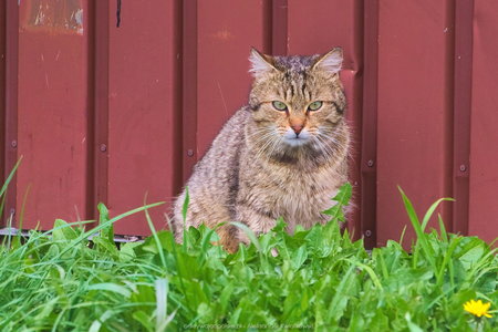 Kot widziany podczas wyjazdu z Sosnówki