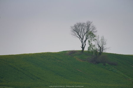 Samotne drzewo przed Nowogrodźcem