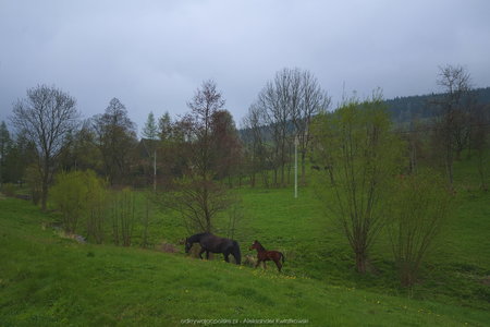 Konie w Janówku