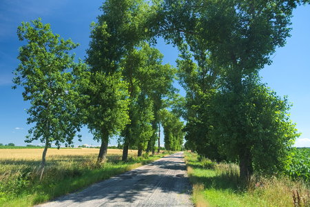 Drzewa niedaleko wsi Dysiek