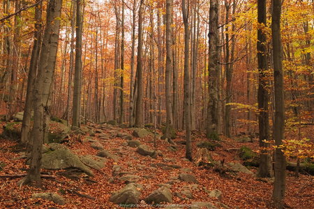 Późnojesienny las w Karkonoszach