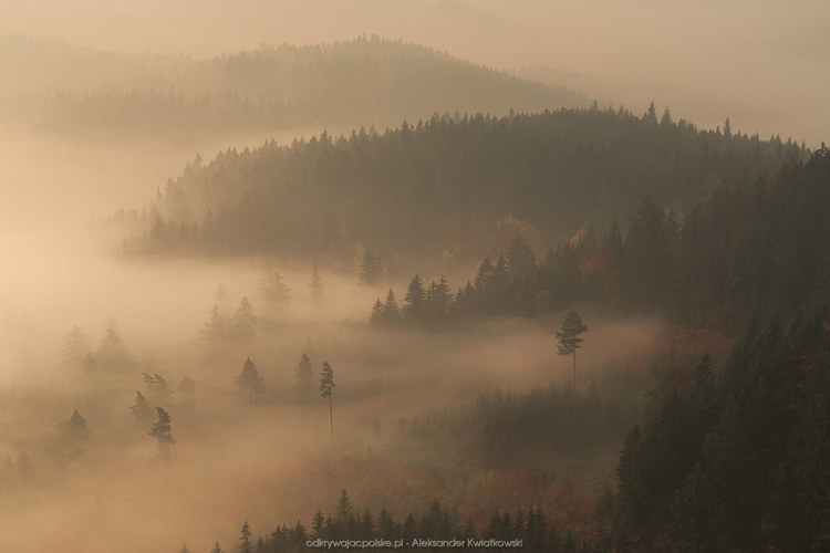 Mgła wdzierająca się w las (62.107421875 kB)