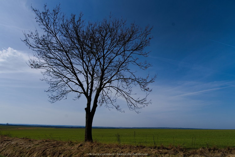 Samotne drzewo (115.46484375 kB)