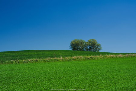 Zielona pola wokół Sumina