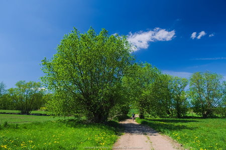Droga wokół zielonych drzew