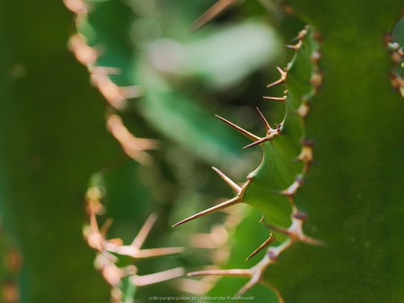 Rozmyte igły kaktusów