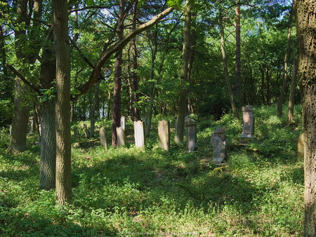 Cmentarz żydowski między Trzcielem a Jabłonką Starą