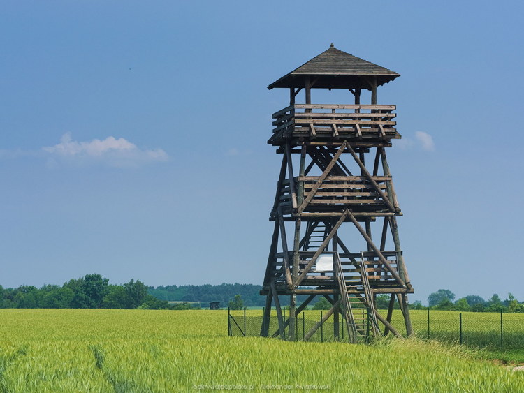 Wieża widokowa niedaleko wsi Pniewo (114.7490234375 kB)