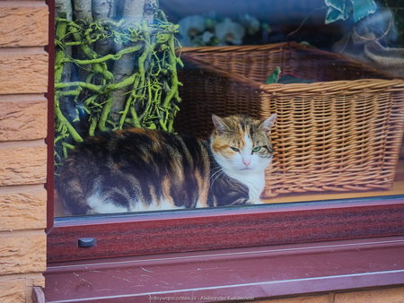 Kot pilnujący sklepu