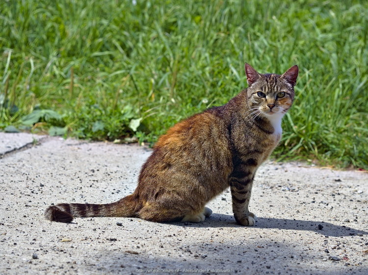Odpoczywający kot w Osinie Wielkiej (164.166015625 kB)