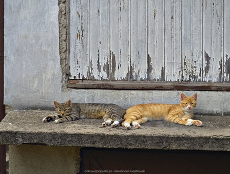 Koty w Supraślu