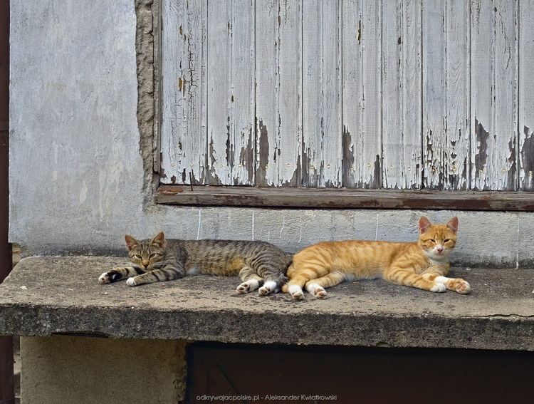 Koty w Supraślu (156.77734375 kB)