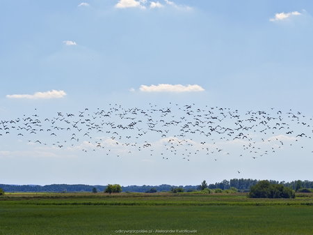Gromada ptaków startująca z okolic Biebrzy