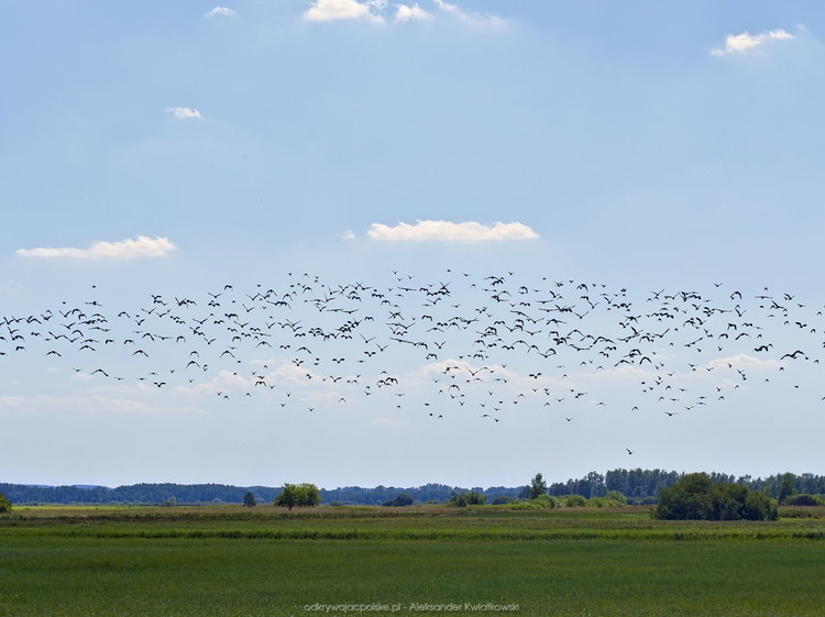 Gromada ptaków startująca z okolic Biebrzy (87.1201171875 kB)