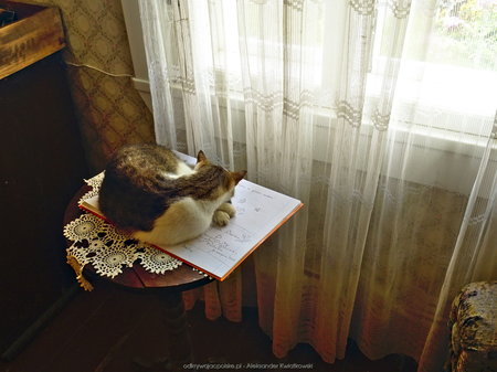 Kot blokujący książkę pamiątkową